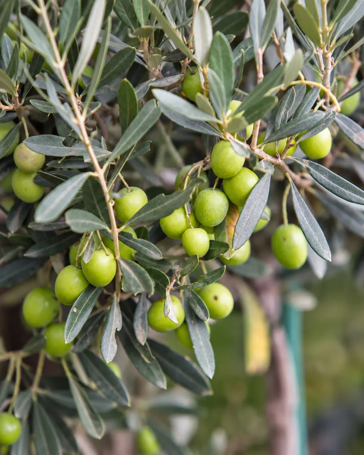 Oliveiras para plantação agrícola