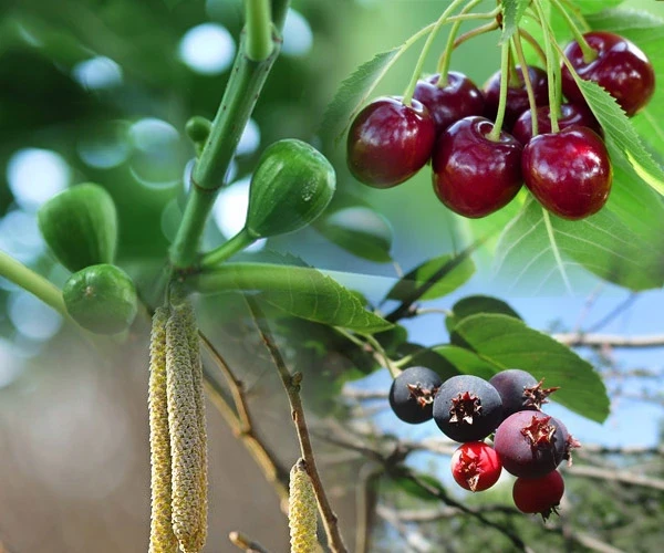 Planta Fruteiras Variadas