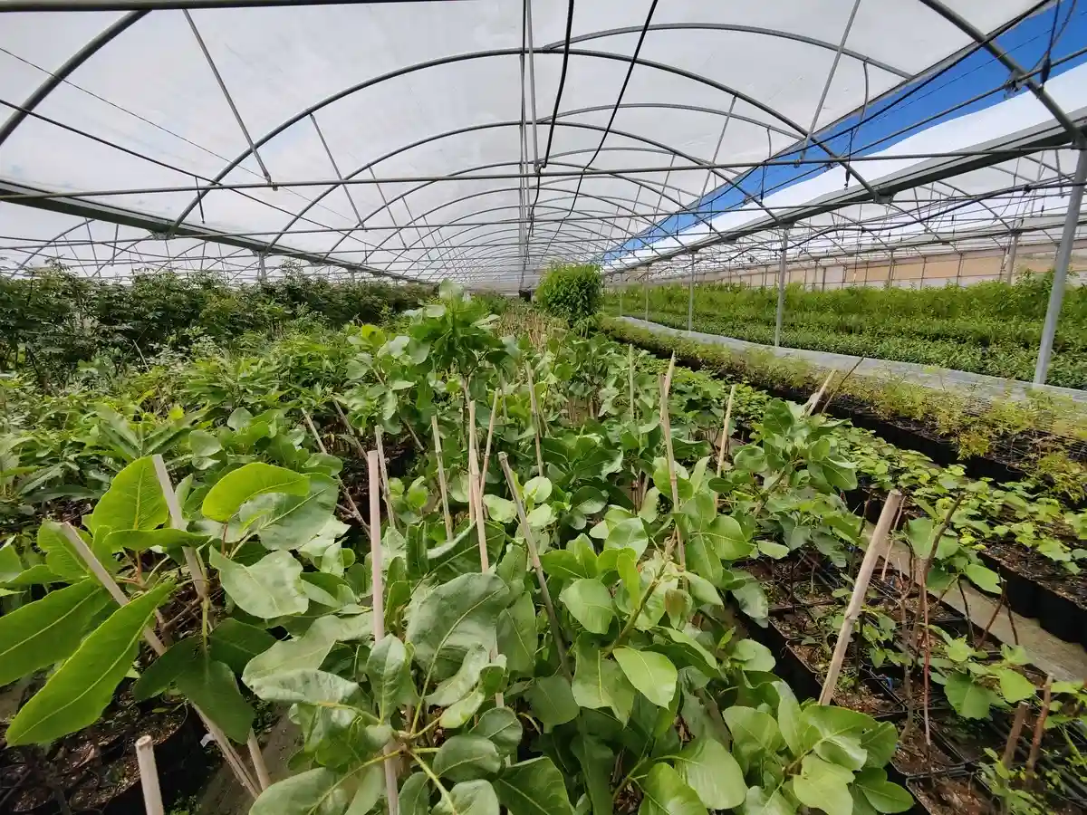 Estufa de Viveiro com Pistacheiros
