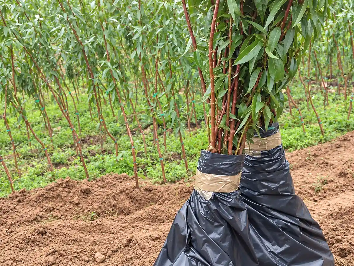 Amendoeiras com raiz protegida preparadas para expedição