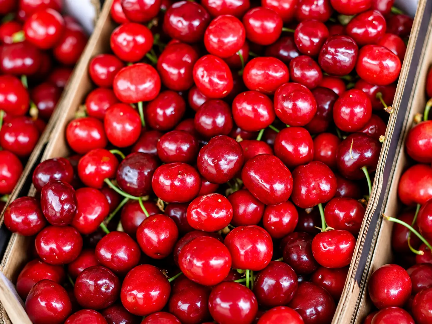 Cerejas maduras na árvore