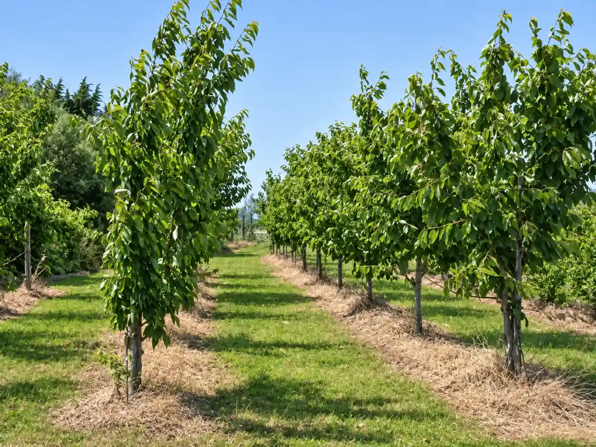 Pomar de cerejeiras em produção