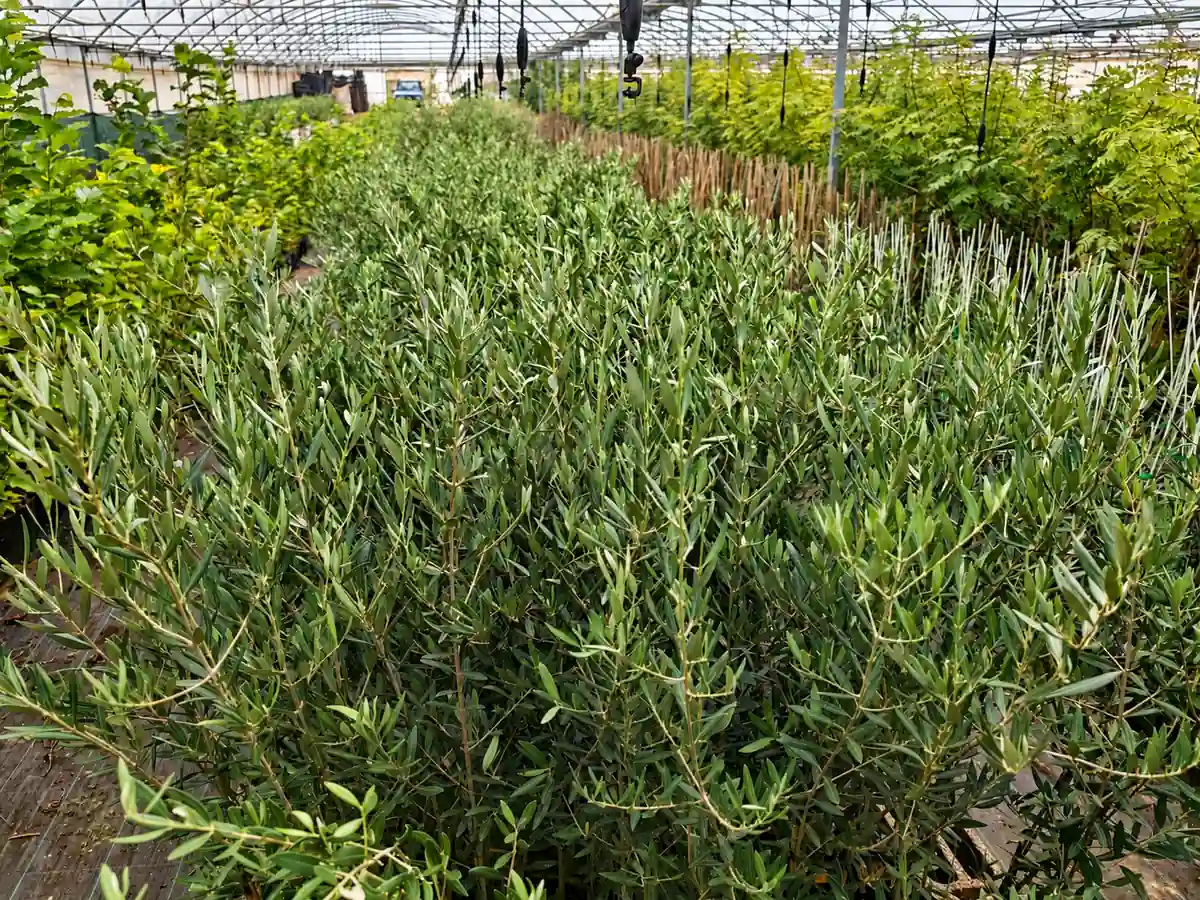 Oliveiras certificadas da Viveiros Portugal